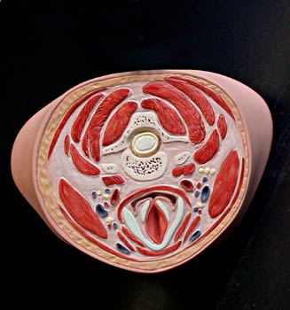 Sección  tercio superior cuello