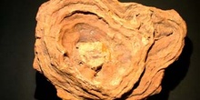 Heliotites porosa (Coral) Devónico