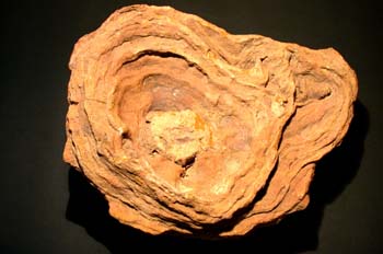 Heliotites porosa (Coral) Devónico