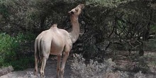 Dromedario comiendo, Rep. de Djibouti, áfrica