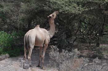 Dromedario comiendo, Rep. de Djibouti, áfrica