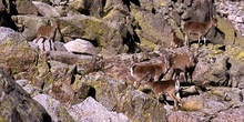Cabras montesas en Sierra de Gredos, ávila