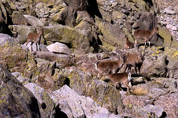 Cabras montesas en Sierra de Gredos, ávila