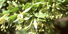Tilo común - Fruto (Tilia platyphyllos)