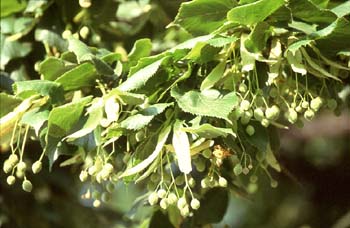 Tilo común - Fruto (Tilia platyphyllos)
