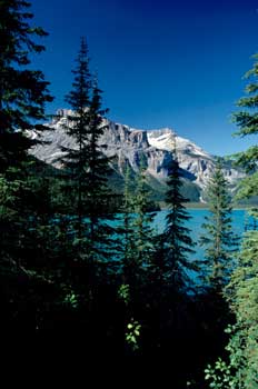 Bosque perennifolio (abetos)