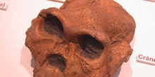 Australopithecus robustus (Mamíferos) Pleistoceno