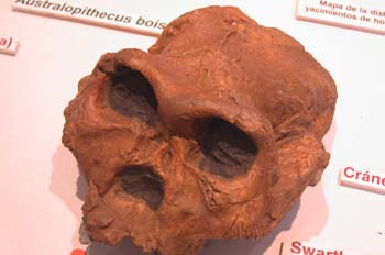 Australopithecus robustus (Mamíferos) Pleistoceno