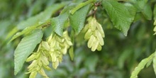 Carpe - Fruto (Carpinus betulus)