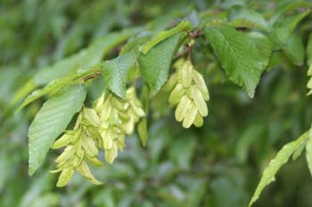 Carpe - Fruto (Carpinus betulus)