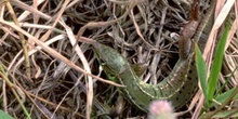 Lagarto verde - Hembra jóven (Lacerta bilineata)
