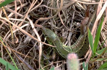 Lagarto verde - Hembra jóven (Lacerta bilineata)