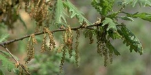 Rebollo / melojo - Agallas (Quercus pyrenaica)