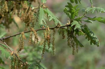 Rebollo / melojo - Agallas (Quercus pyrenaica)