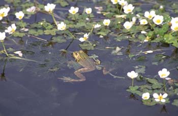 Rana común (Rana perezi)