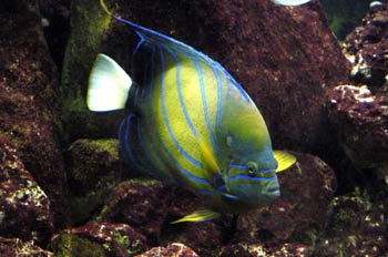 Pez Angel (Pomacanthus annularis)