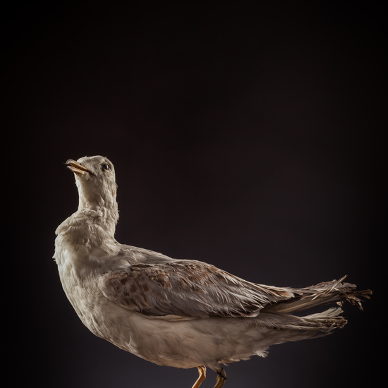 IES_CERVANTES_BIOLOGIA_007