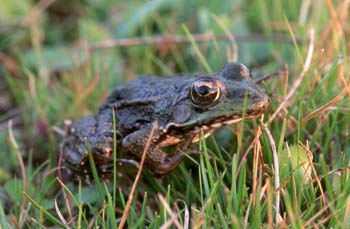 Rana común (Rana perezi)