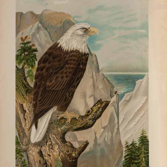 IES_CARDENALCISNEROS_AVES_LAMINAS_180