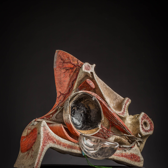 IES_CARDENALCISNEROS_ANATOMIA_MODELOS_018