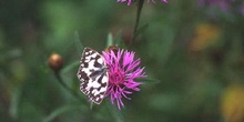 Medioluto (Melanargia galathea)