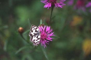 Medioluto (Melanargia galathea)