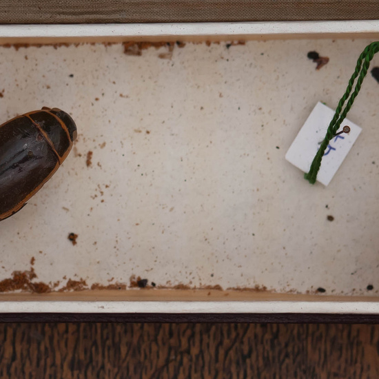 IES_CARDENALCISNEROS_Insectos_003