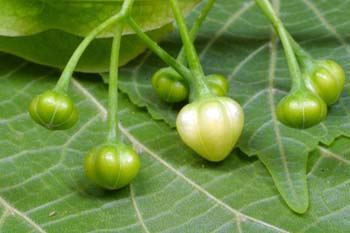 Tilo común - Capullos (Tilia platyphyllos)