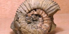 Ammonites sp. (Molusco-Ammonites) Jurásico