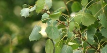 Chopo temblón - Hojas (Populus tremula)