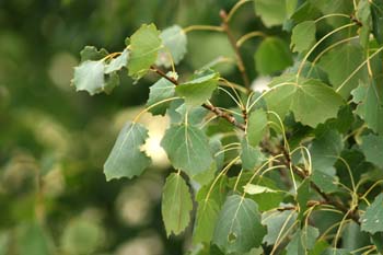 Chopo temblón - Hojas (Populus tremula)