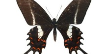 Papilio hectorides hembra (Brasil)