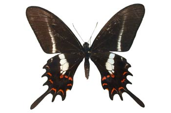 Papilio hectorides hembra (Brasil)