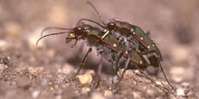 Escarabajo tigre (Cicindela maroccana)