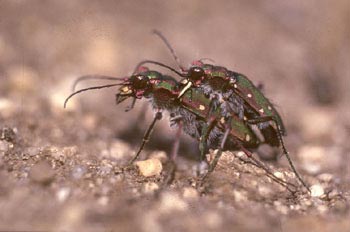 Escarabajo tigre (Cicindela maroccana)