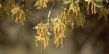 Encina - Flor masc. (Quercus ilex)