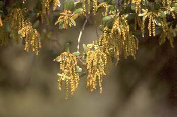 Encina - Flor masc. (Quercus ilex)