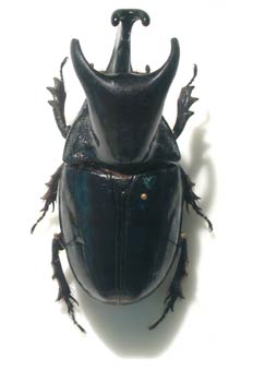 Megaceras stuebeli (Brasil)