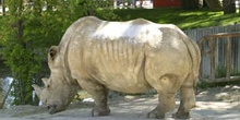 Rinoceronte blanco (Ceratotherium simun)