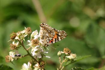 Vanesa de los cardos (Cynthia cardui)