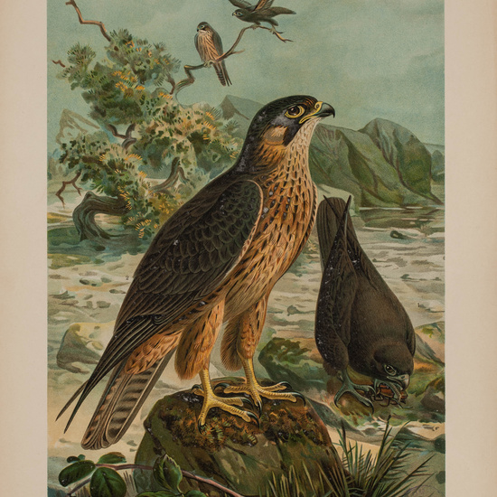 IES_CARDENALCISNEROS_AVES_LAMINAS_169