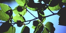 Haya - Hoja (Fagus silvatica)