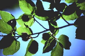 Haya - Hoja (Fagus silvatica)