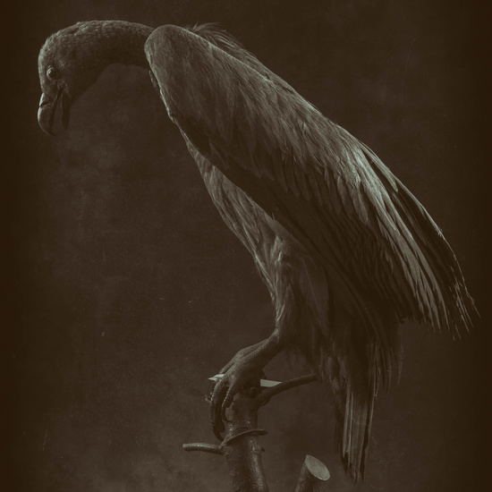 IES_SANISIDRO_MUSEO_Aves_201