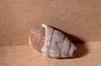 Vidaliella gerundensis (Molusco-Gasterópodo) Paleoceno