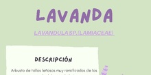 Infografía uso medicinal lavanda