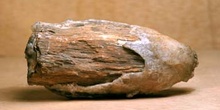 Xilópalo (Madera fósil) Triásico