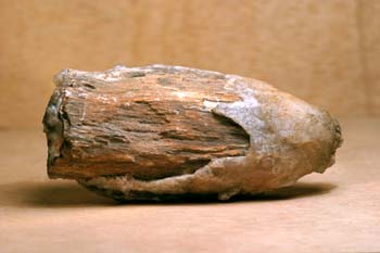 Xilópalo (Madera fósil) Triásico