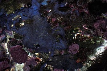 Esponja azul (Porifero)