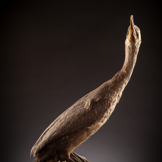 IES_CERVANTES_BIOLOGIA_011